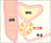 膀胱、直腸、尿道、前立腺の位置イラスト