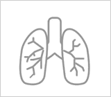 臓器　肺