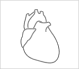 臓器　心臓