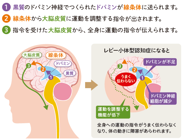 体を動かすときの脳の働き説明図