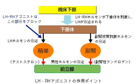 LH-RHアゴニストの作用ポイント