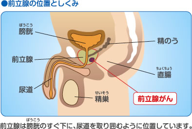 前立腺の位置としくみ