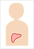 SPECT画像 イラスト肝臓