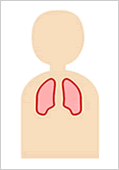 SPECT画像 イラスト肺