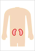 SPECT画像 イラスト腎臓