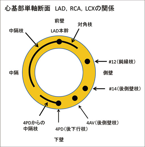 心基部単軸断面　LAD,RCA,LCX
