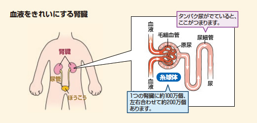 解説図：血液をきれいにする腎臓