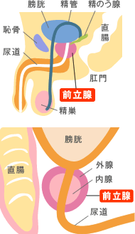 前立腺の図解