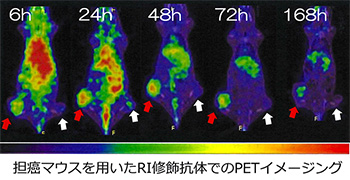 担癌マウスを用いたRI修飾抗体でのPETイメージング